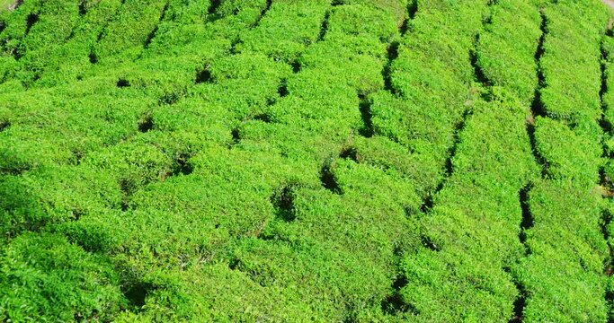BOH Tea Plantation With Morning Light In The Cameron Highlands, Malaysia