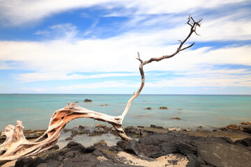 Fototapeta na wymiar Driftwood and sea on the Anaeho'omalu beach Big Island, Hawaii