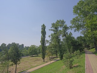 Fototapeta na wymiar subtropical trees in the park