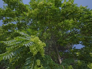 subtropical trees in holiday park