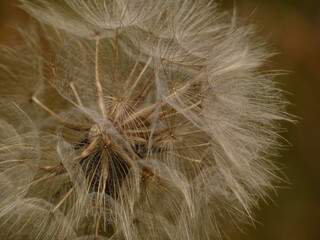 Seedhead of meadow salsify (Tragopogon pratensis)