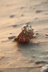 beautiful shell on the sea sand close-up