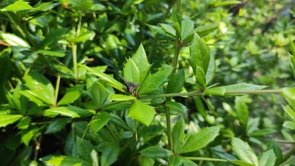 green leaves background