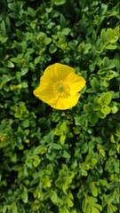 yellow flower