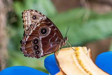 Esemplare di farfalla civetta
