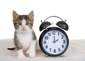 Gray and white polydactyl kitten sitting on sheepskin blanket next to a clock set for 1 o'clock. One AM daylight savings begins and ends. Spring forward, Fall back. Kitty looking directly at viewer.