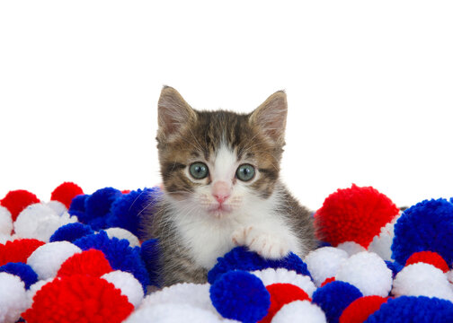 Adorable white and grey polydactyl tabby kitten laying in red, white and blue yarn balls, isolated on white.