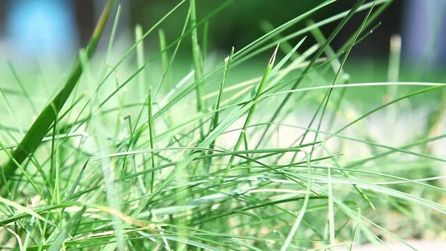 Grashalme bewegen sich im Wind