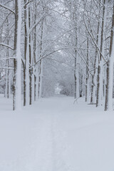 Fototapeta premium snow-covered winter park alley on a frosty day