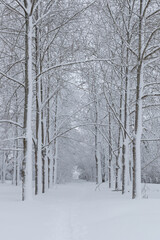 snow-covered winter park alley on a frosty day