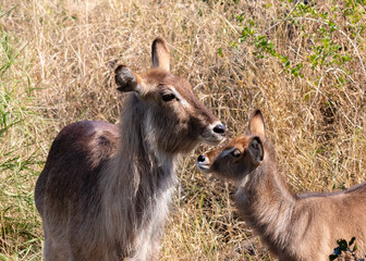 Portrait of a waterbuck with calf in  long grass