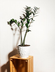 a home plant on a light background 