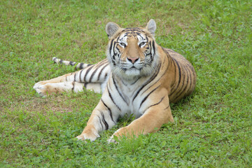 Bengal tiger looking at the camera. 