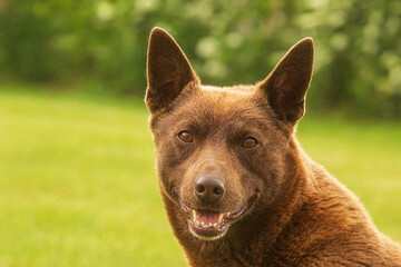 Naklejka premium Australian Kelpie nice male head portrait