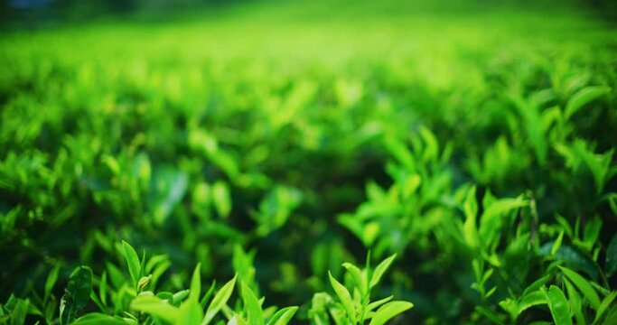 BOH Tea Plantation With Morning Light In The Cameron Highlands, Malaysia