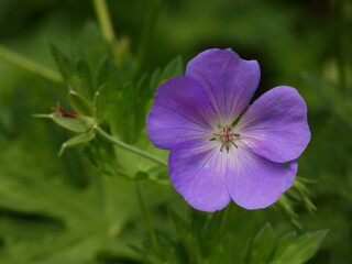 Meadow crane's-bill (Geranium pratense) - pale blue petals and stamens with pink-purple stalks,...