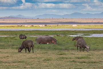 A Hippo Grazing Among Cape Buffalo in Swampy Grass, Amboseli National Park, Kenya, Africa