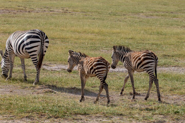 Fototapeta na wymiar Two Baby Foal Zebras on the Savanna, Amboseli National Park, Kenya, Africa