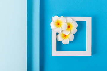 Frangipani flowers on a square podium on a folded blue background. Top view, flat lay