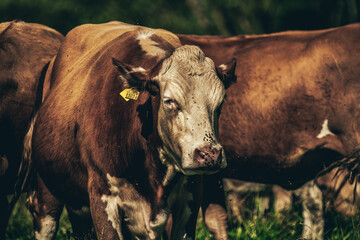 Cows in the pasture.