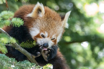 panda rosso in puòlizia