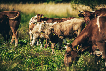Cows in the pasture.
