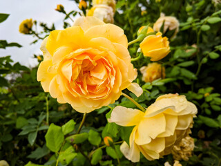 yellow roses in garden