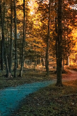 Autumn Forest Trail