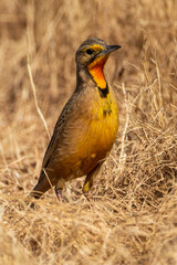 yellow billed hornbill