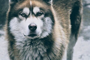 husky siberiano © luis