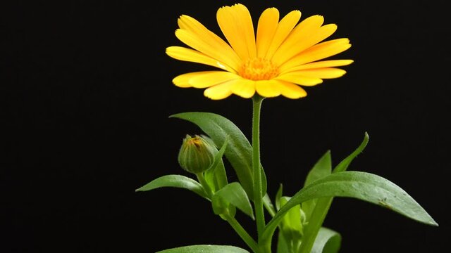 Common marigold, medicinal plant with flower