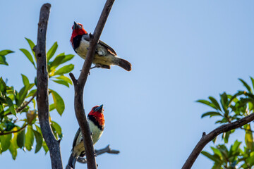 red headed woodpecker