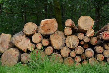 baumstämme