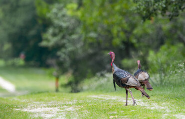 Two wild male  Osceola wild turkey toms -Meleagris gallopavo osceola walking on desolate patch of...