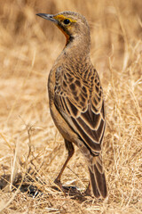 red billed hornbill