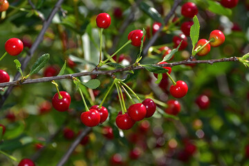 Ripe red cherries