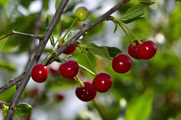 Ripe red cherries