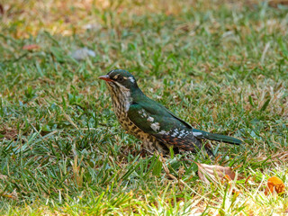 bird in the grass