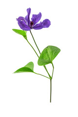 clematis branch with green leaves and blue flowers, isolate on a white background
