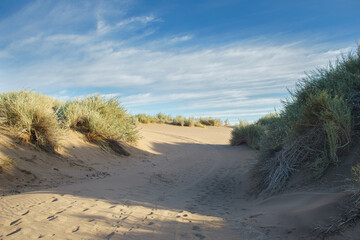 dune on the beach with native vegetation and footprints of people