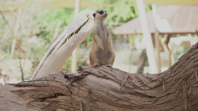 A meerkat (Suricata suricatta) stands on a log looking out over savannah