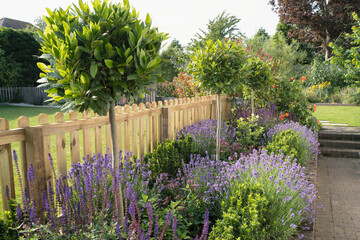 Purple Lavender and salvia among other plants in an attractive border in a garden framed by a...