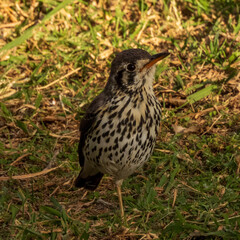 bird on the grass