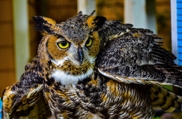 great horned owl