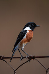 red winged blackbird