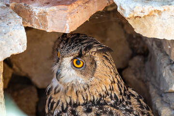 An owl hides in the rocks on a bright summer day. Owl head close-up.	
