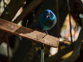 bird on a branch
