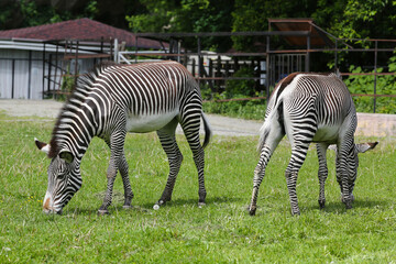 Zebra animals graze on the grass in the zoo.