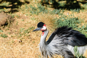 Close-up of the head of a grey crowned crane.  © Gur
