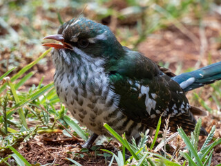 red winged blackbird